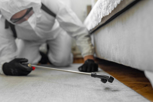 Professional Bed Bug Control technician working in Miami Shores, FL