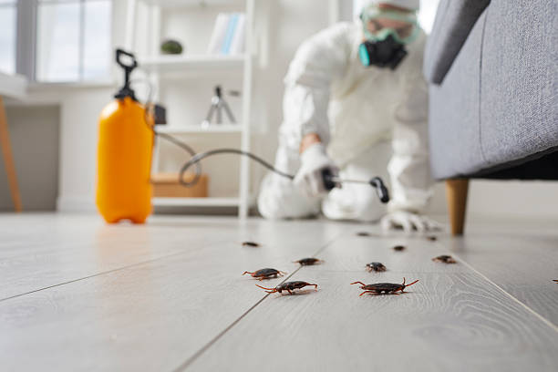 Trusted Termite Control service in Miami Shores, FL - Nex Pest Control